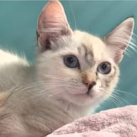 PLUME (réservée), chatte à adopter