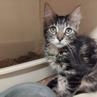 RAHAN PAB28957, chat à adopter