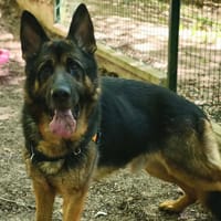 TYSON, chien à adopter