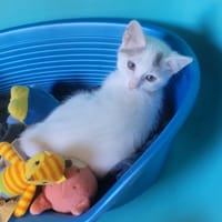 Tricotte, chatte à adopter