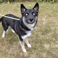 NÉMO, chien à adopter