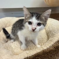 Litchi, chatte à adopter