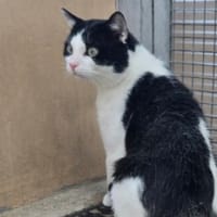 GRISOU, chat à adopter