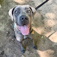 AWAI, chienne à adopter