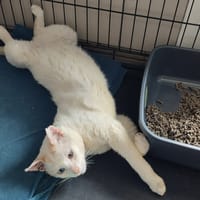 CHARLY QCT (j'ai trouvé ma famille), chat à adopter