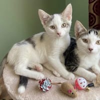TOMTOM, chat à adopter