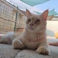 Sundae, chatte à adopter