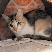 Isabella, chatte à adopter