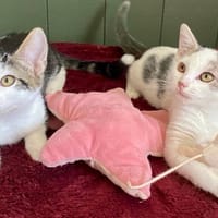 VALIA, chatte à adopter