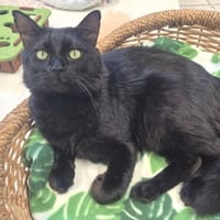 malo, chat à adopter
