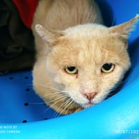 CESAR QCT, chat à adopter
