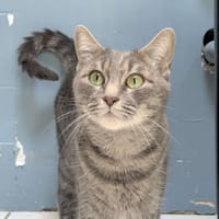 ZELDA, chatte à adopter