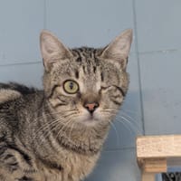 JULES, chat à adopter