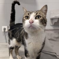 RIBELLU, chat à adopter