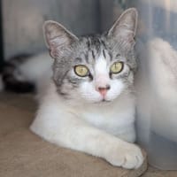 Spike, chat à adopter