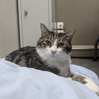 DIDI, chat à adopter