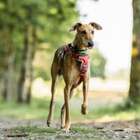 LEVIS, chien à adopter