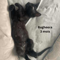 BAGHEERA, chat à adopter