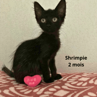 SHRIMPIE, chatte à adopter