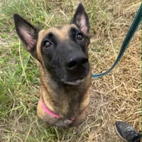 Vénus, la plus câline, chienne à adopter