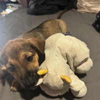Kazoa, la boule d'énergie, chienne à adopter