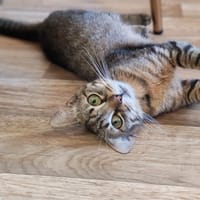 Ankara, chatte à adopter