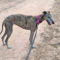 KENIA, chienne à adopter