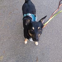 Kelina, chienne à adopter