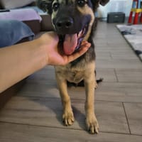Shado, chien à adopter