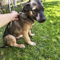 Arco, chien à adopter