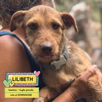 LILIBETH, cane femmina da adottare