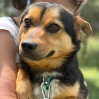 Odi, pies do adopcji