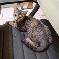 KATE, chaton femelle européen, chatte à adopter