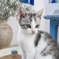 Słodziak, kot do adopcji