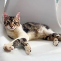 BARNABÉ, chaton type européen mâle, chat à adopter