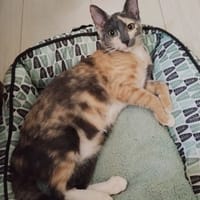 BABETH Chaton femelle type européen, chatte à adopter