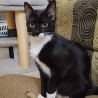 BAGHERRA, chaton femelle type européen, chatte à adopter