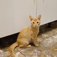 PELUCHON, Chaton mâle européen, chat à adopter