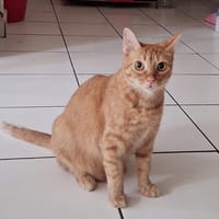 PRALINE, Chatte type européen, chat à adopter