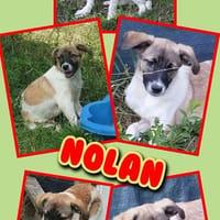 sehr lieber Welpenjunge Nolan auf PS in 91278, Hund zur Adoption
