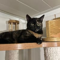 sehr liebe & hübsche Isaika wartet schon so lang, Katze zur Adoption
