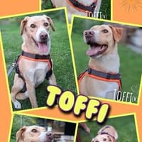 sanfte liebe Toffi auf PS in 38122, Hündin zur Adoption