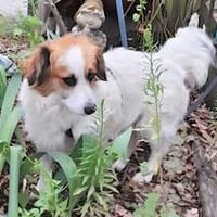 Monte - der souveräne kleine Entdecker, Hund zur Adoption
