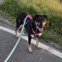 katzenverträgliche & ruhige Fanta, Hündin zur Adoption