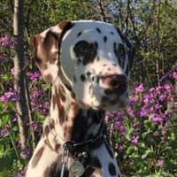 Marshall sucht ein Zuhause, Hund zur Adoption