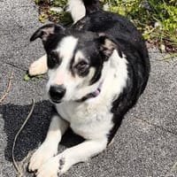 Tripleein Schatz auf drei Pfoten in 94501 Aldersbach, Hund zur Adoption