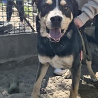Klausz -Freundlicher Schatz, Hund zur Adoption