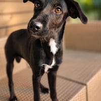 Pepsi-4 Monate alte Schönheit sucht eine Familie, Hündin zur Adoption