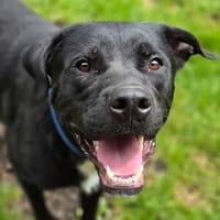 Goldschatz JOHNNY, Hund zur Adoption