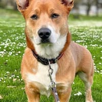Freundlicher Junghund Ari wartet in 74074 Heilbronn., Hund zur Adoption